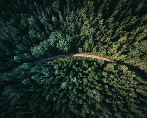 Forêt de pins des Landes ancrage local développeur web freelance